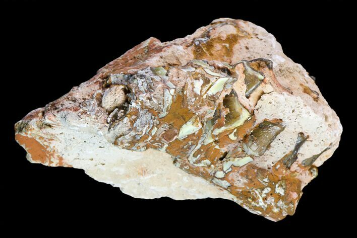 Oreodont (Merycoidodon) Jaw Section - South Dakota #157384